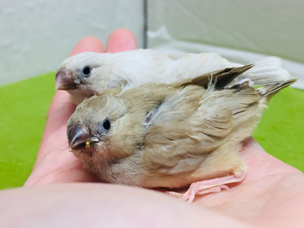 錦花鳥（キンカチョウ）
