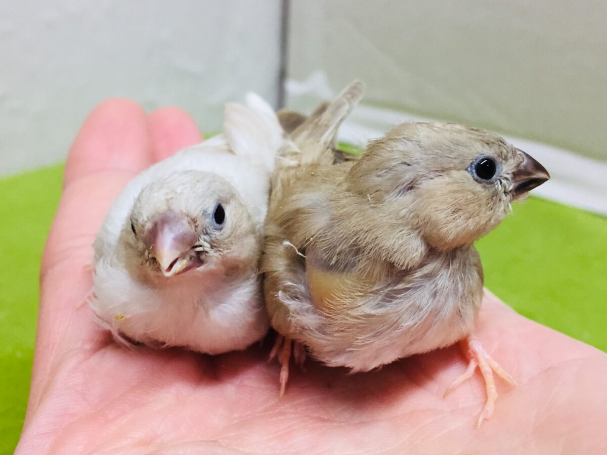 錦花鳥（キンカチョウ）