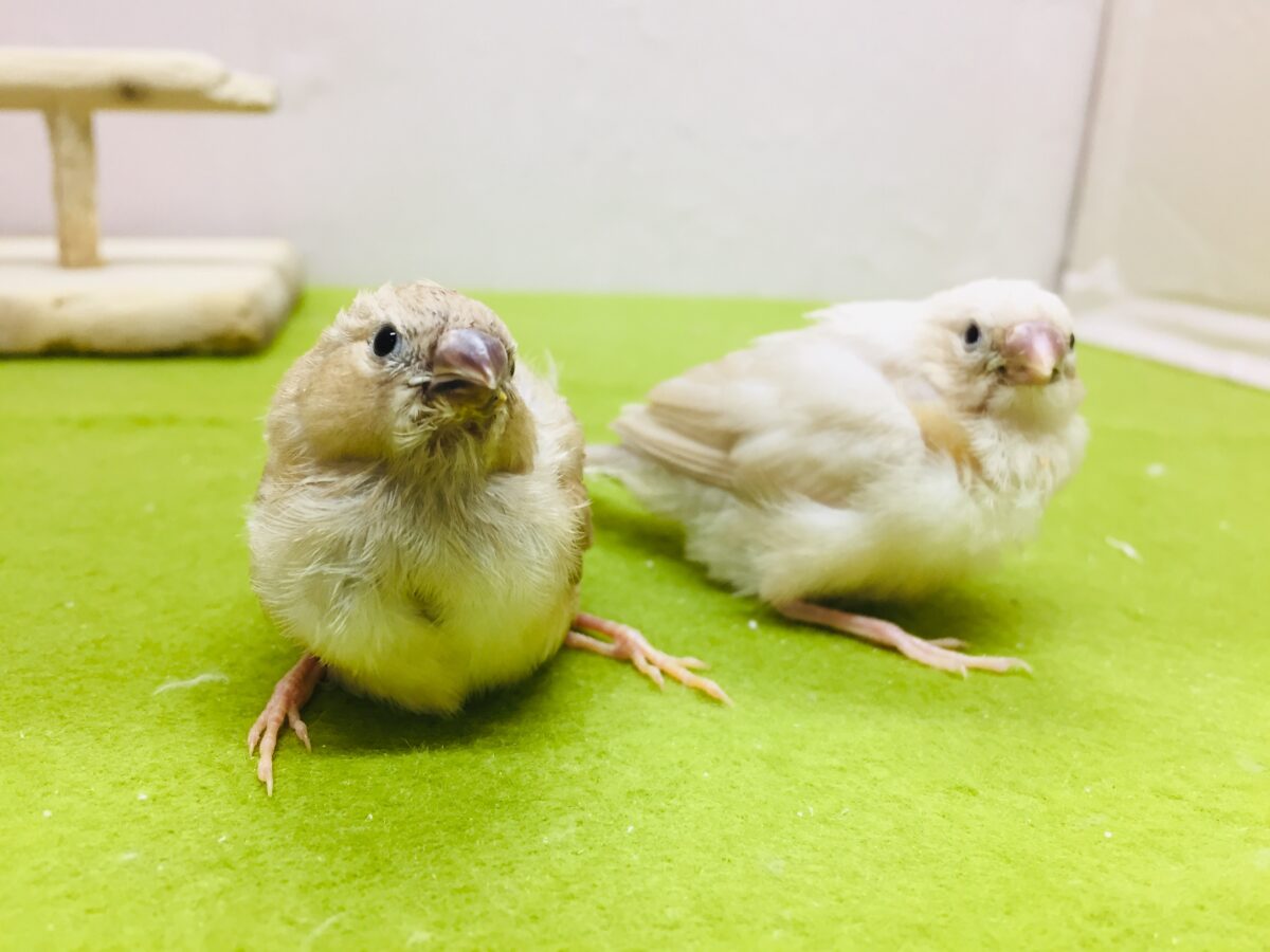 錦花鳥（キンカチョウ）