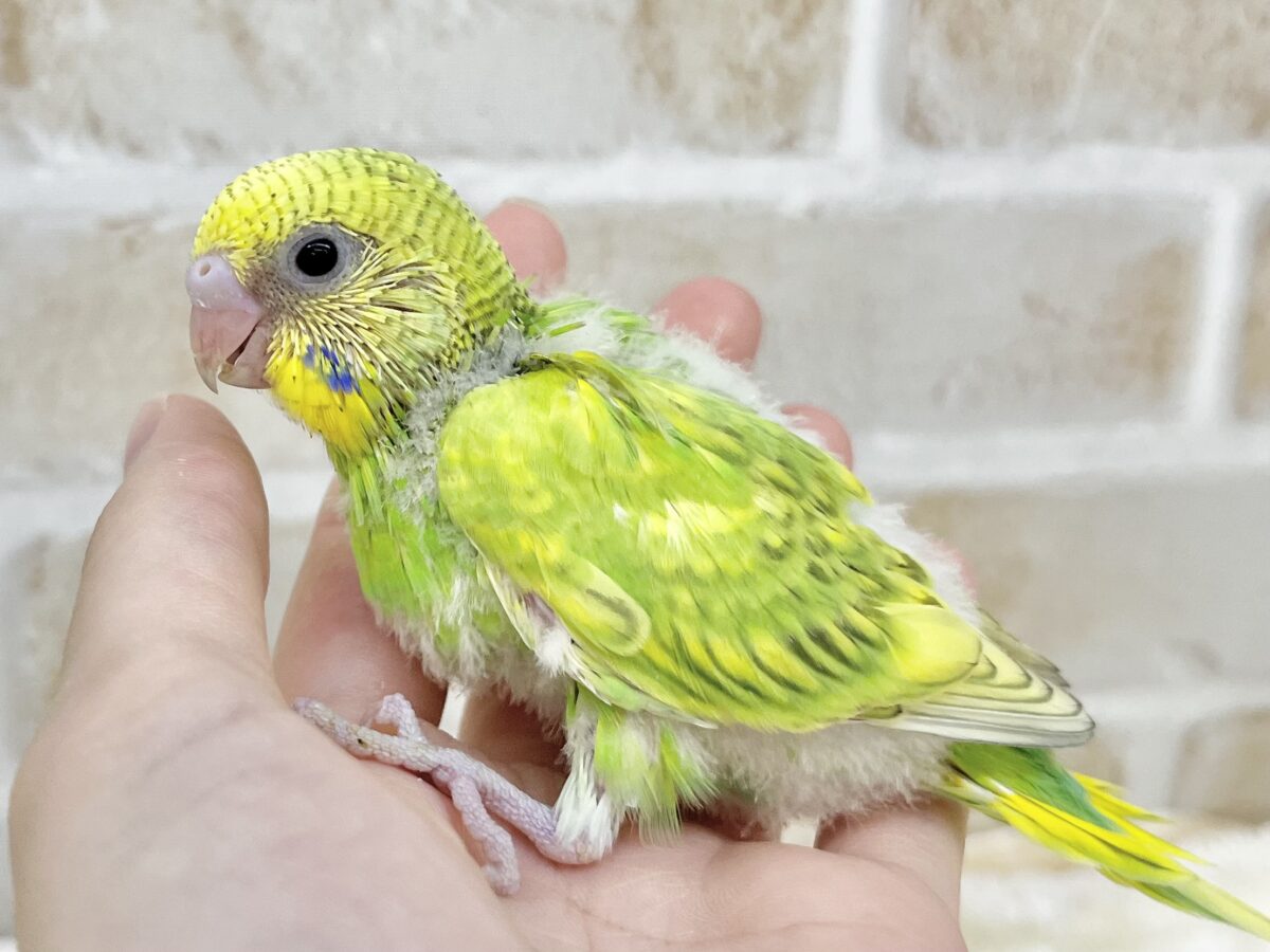 セキセイインコ