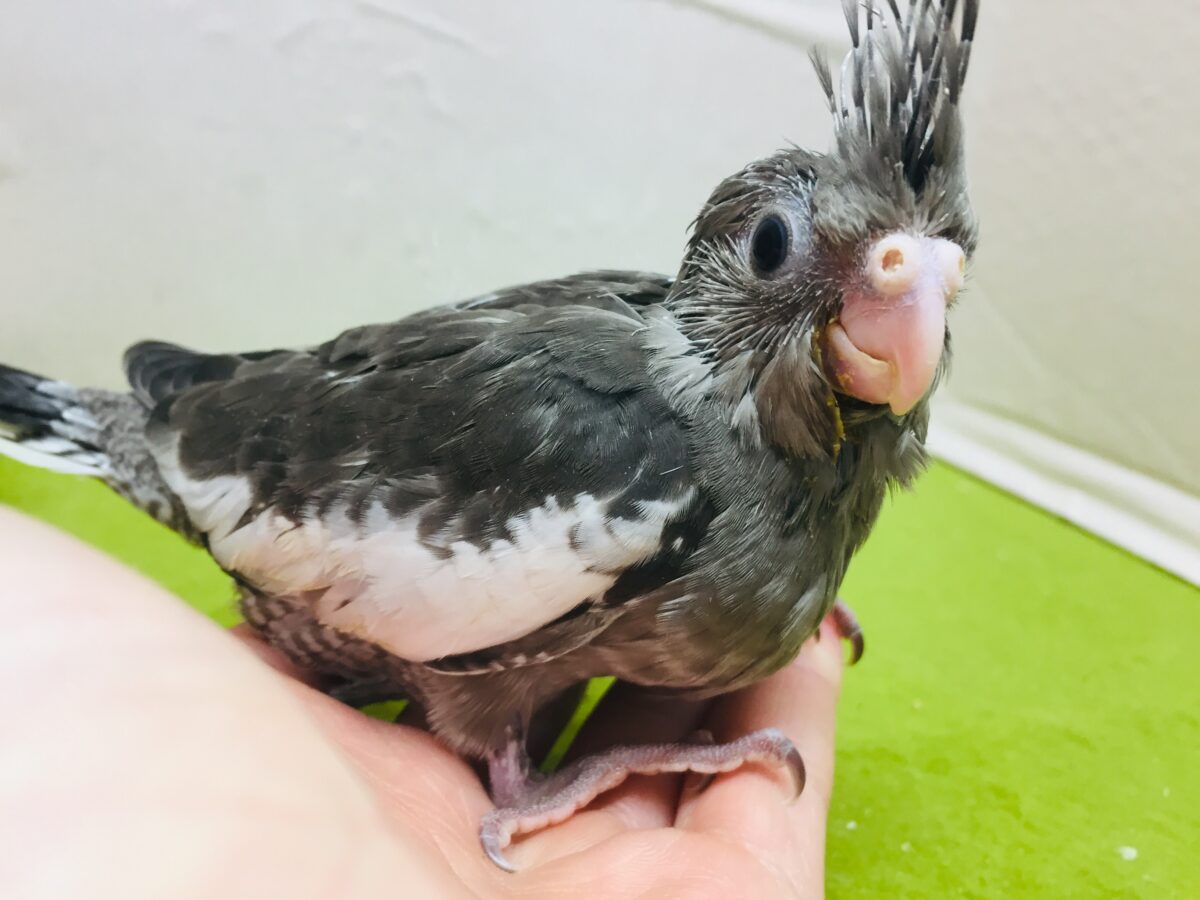 オカメインコ