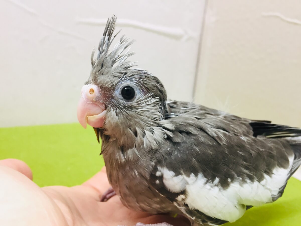 オカメインコ