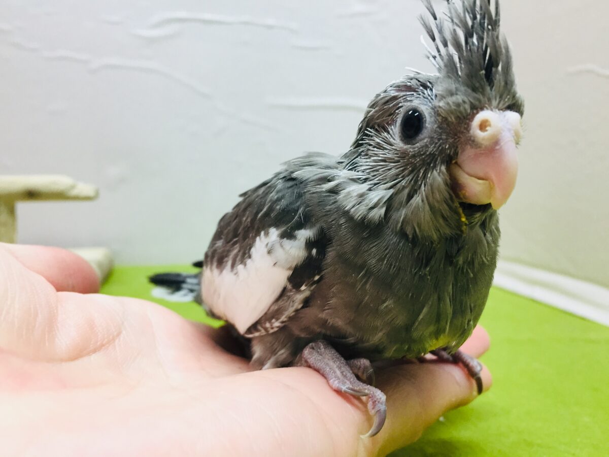 オカメインコ