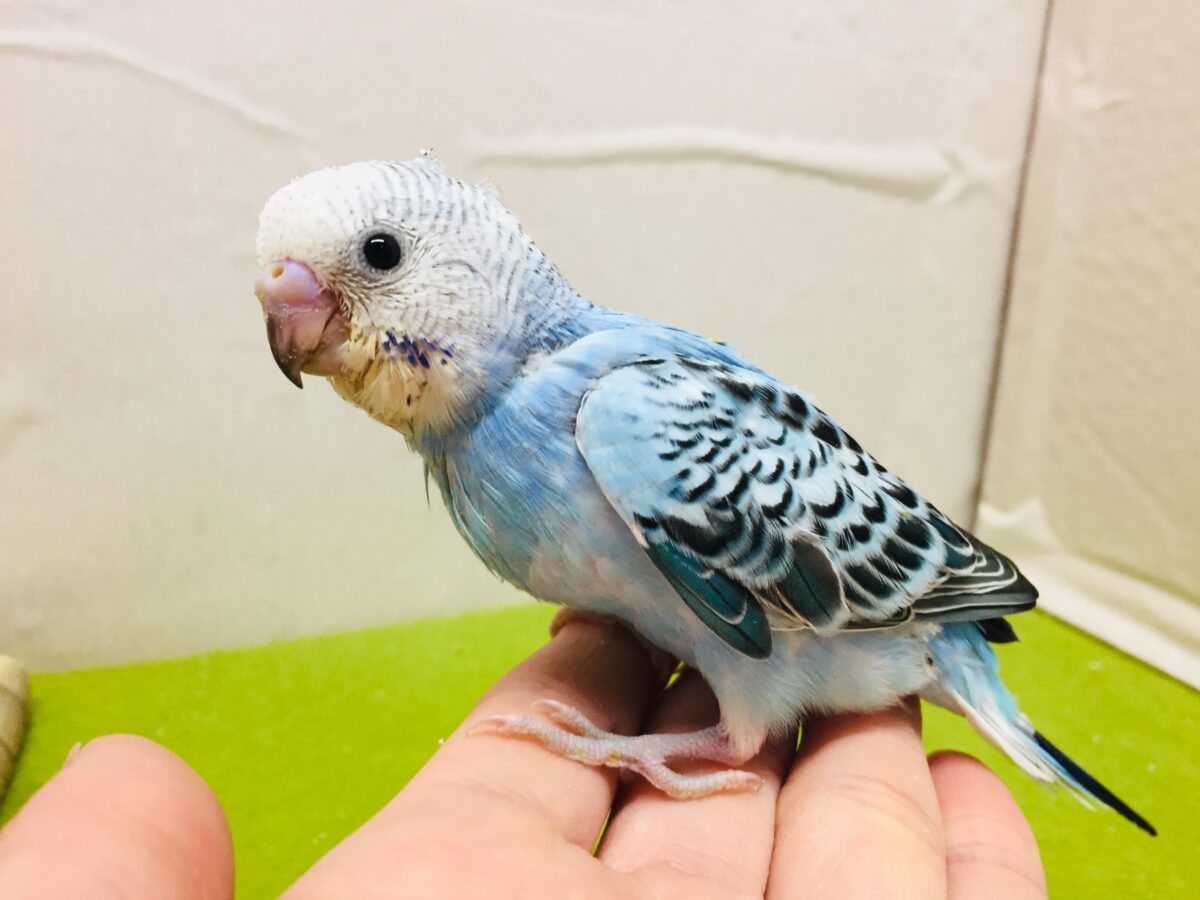 オパーリンカラーのセキセイちゃんがやってきましたよ～💙💙💙　セキセイインコ
