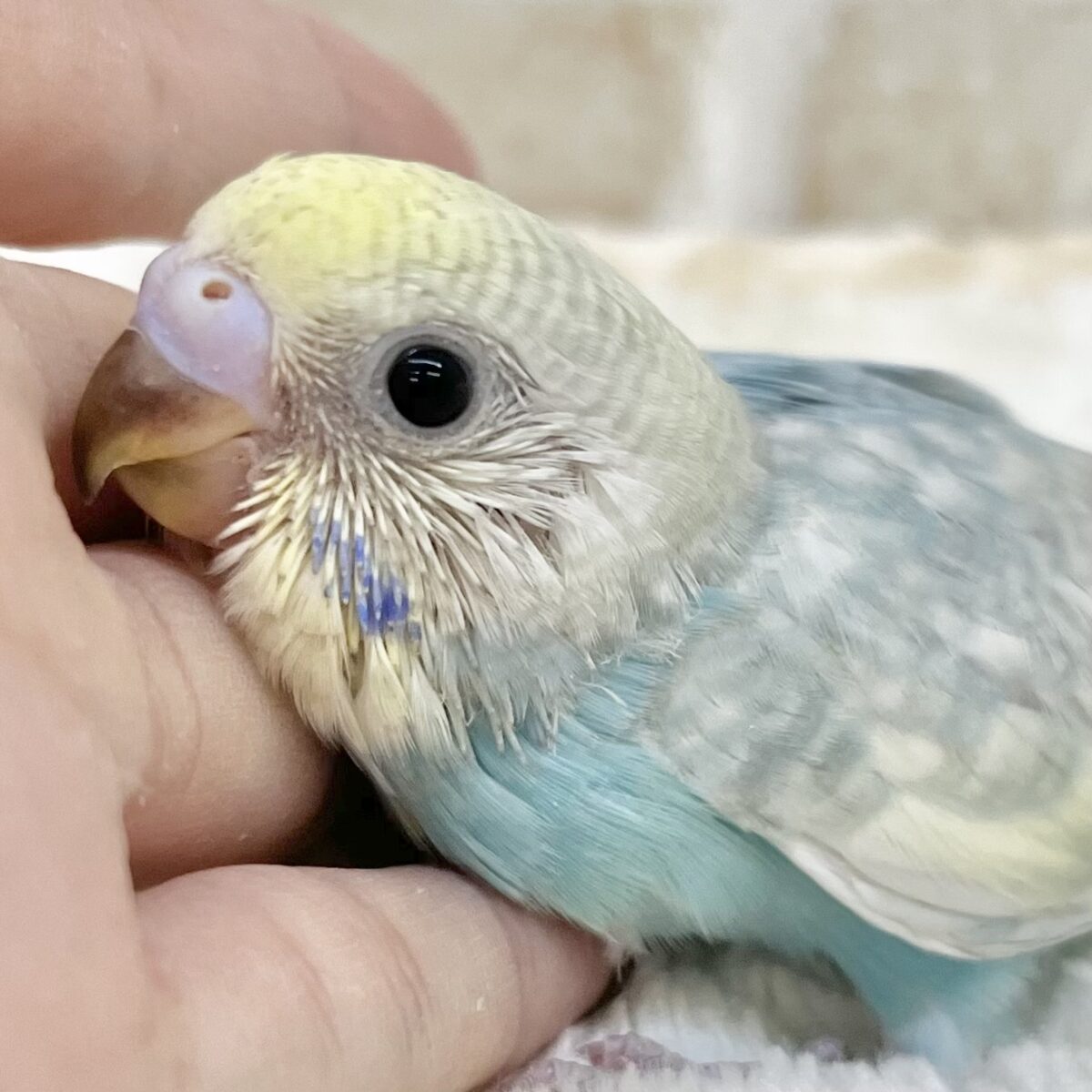 優しいパステルカラー☺️💕　セキセイインコ（パステルレインボースパングル）