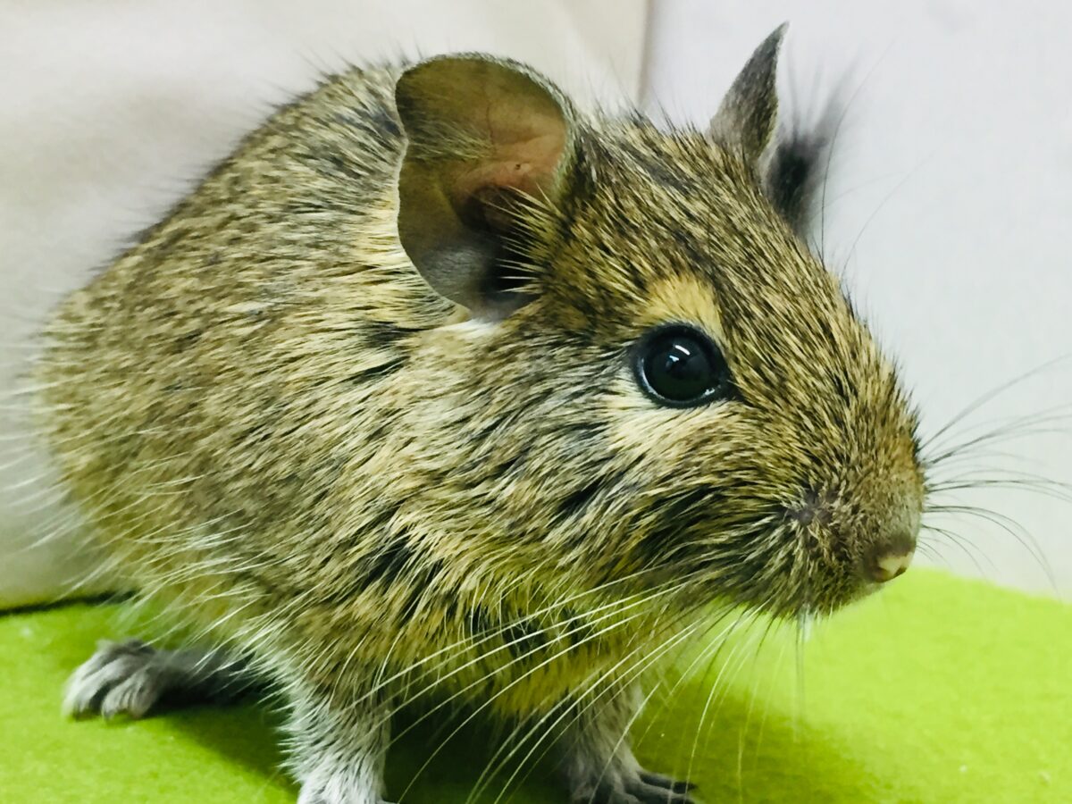 アグーチカラーの可愛いデグーさんがやってきましたよ~💖💖 デグー