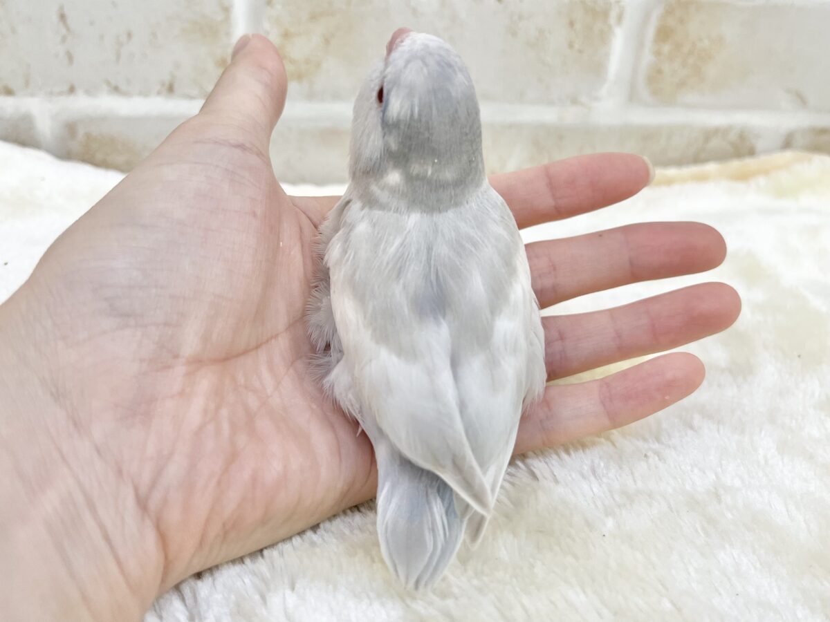 マメルリハ