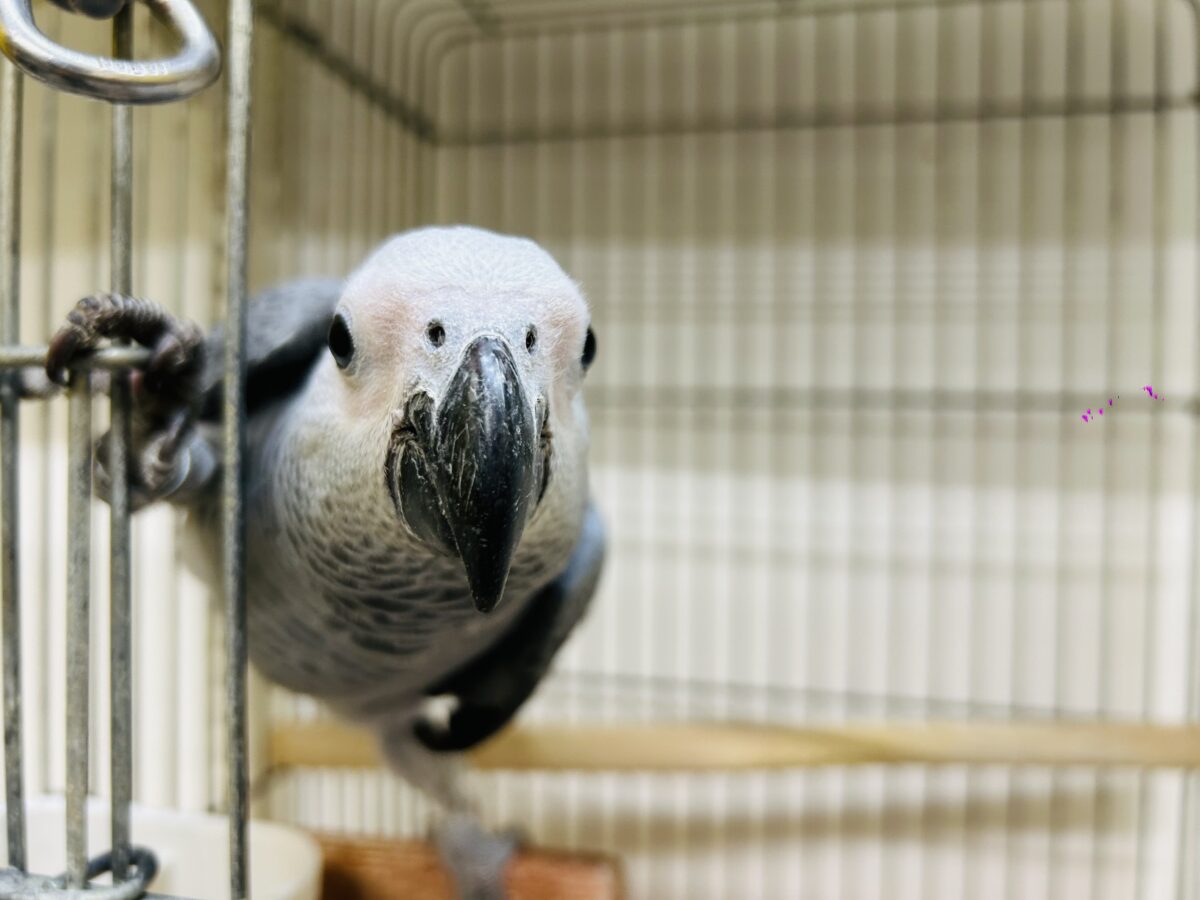 ヨウム