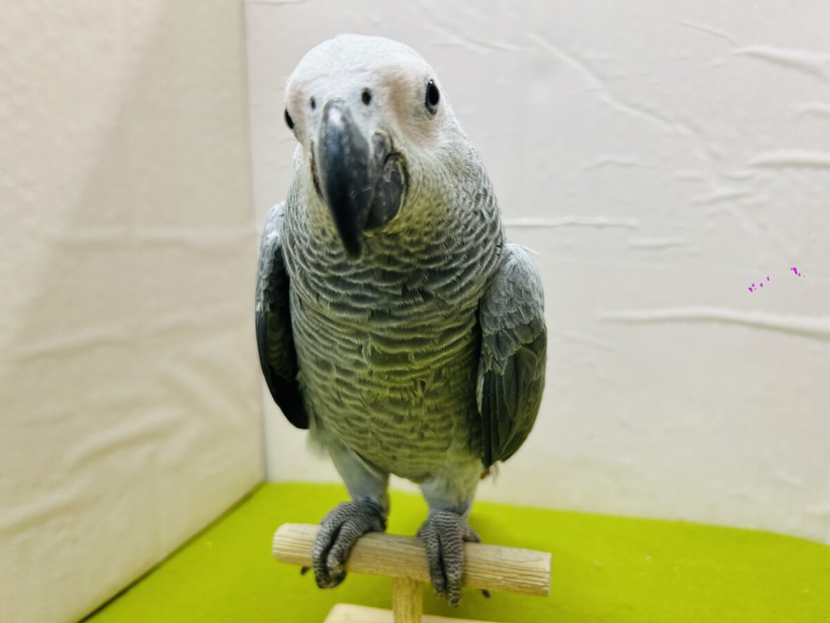 ヨウム