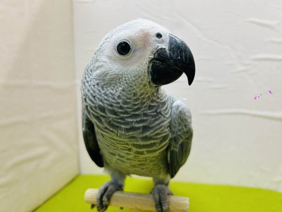 ヨウム