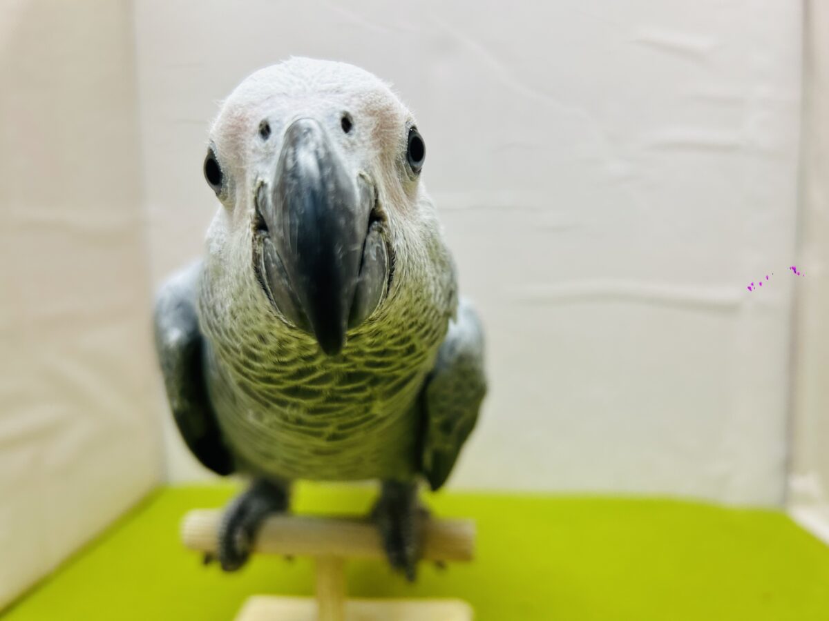ヨウム