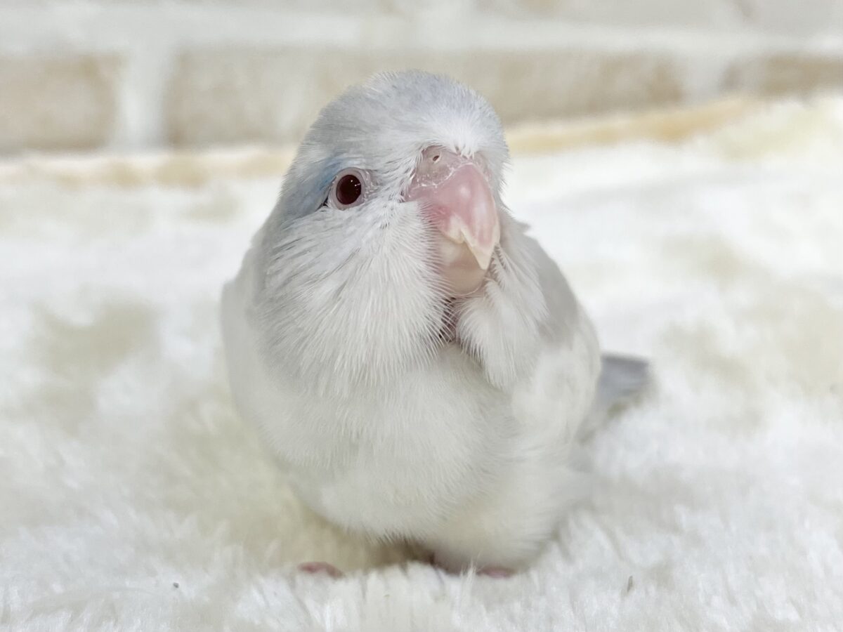 マメルリハ