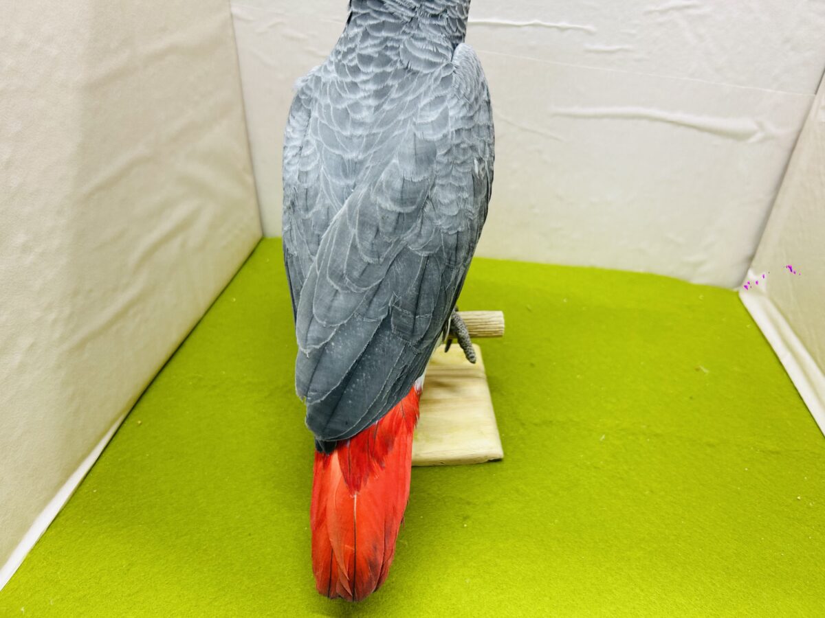 ヨウム