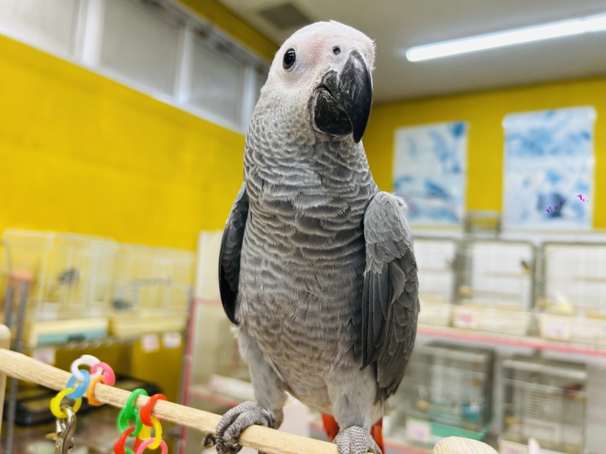 ヨウム