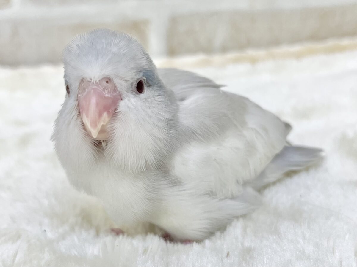 マメルリハ