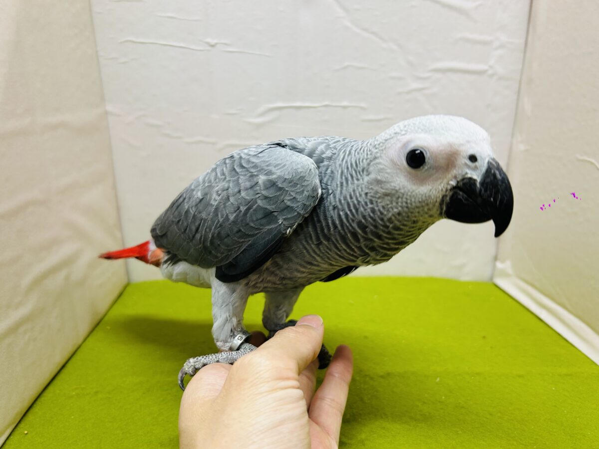 ヨウム