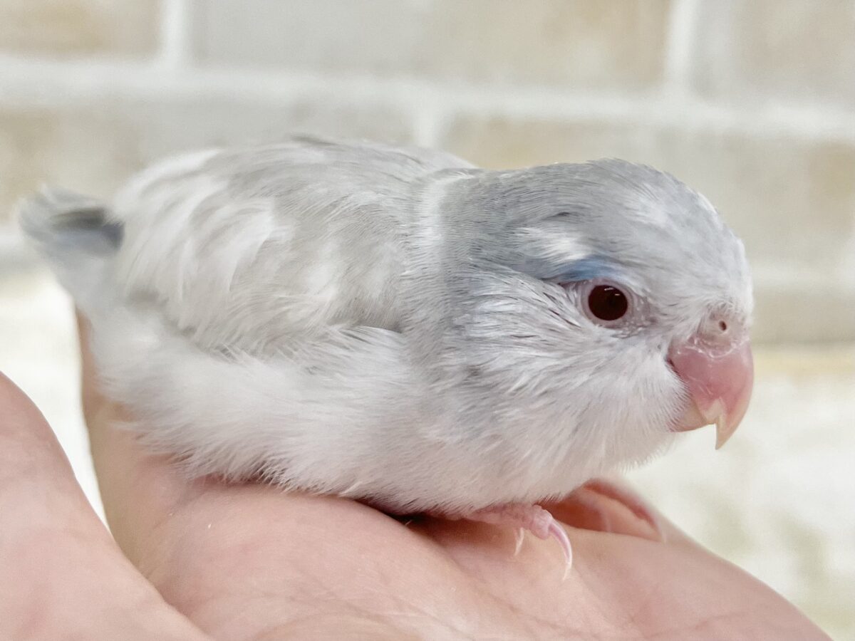 マメルリハ