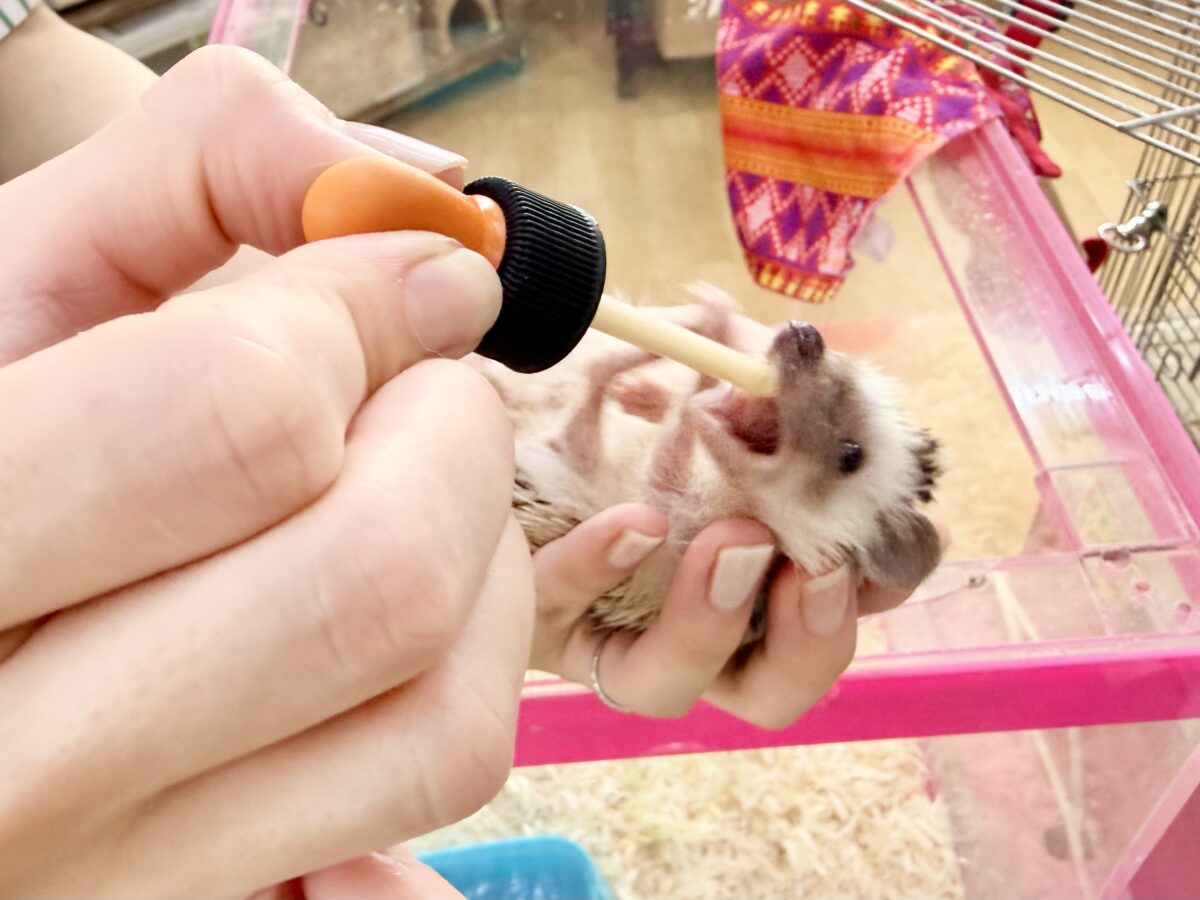 ハリネズミ（ヨツユビハリネズミ）