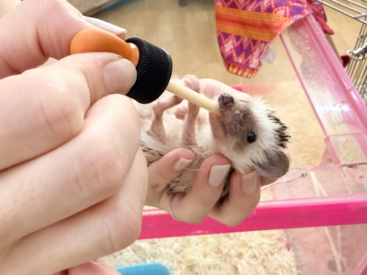 ハリネズミ（ヨツユビハリネズミ）