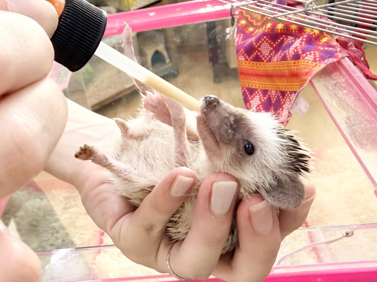 ハリネズミ（ヨツユビハリネズミ）