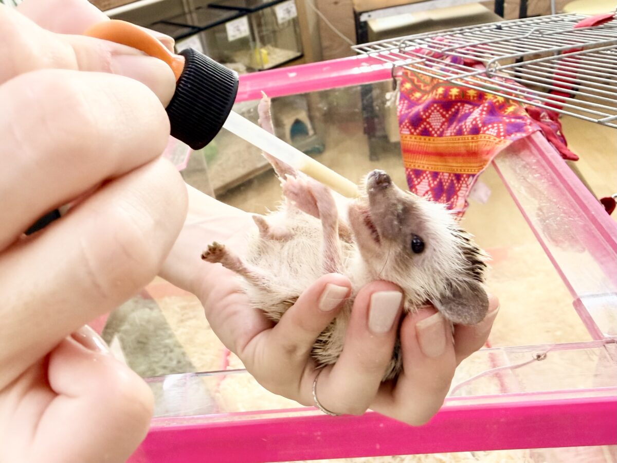 ハリネズミ（ヨツユビハリネズミ）