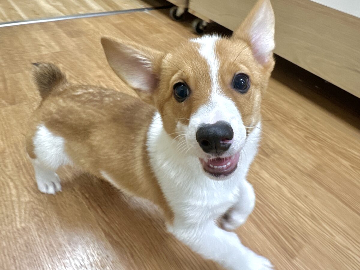 ウェルシュコーギー・ペンブローグ