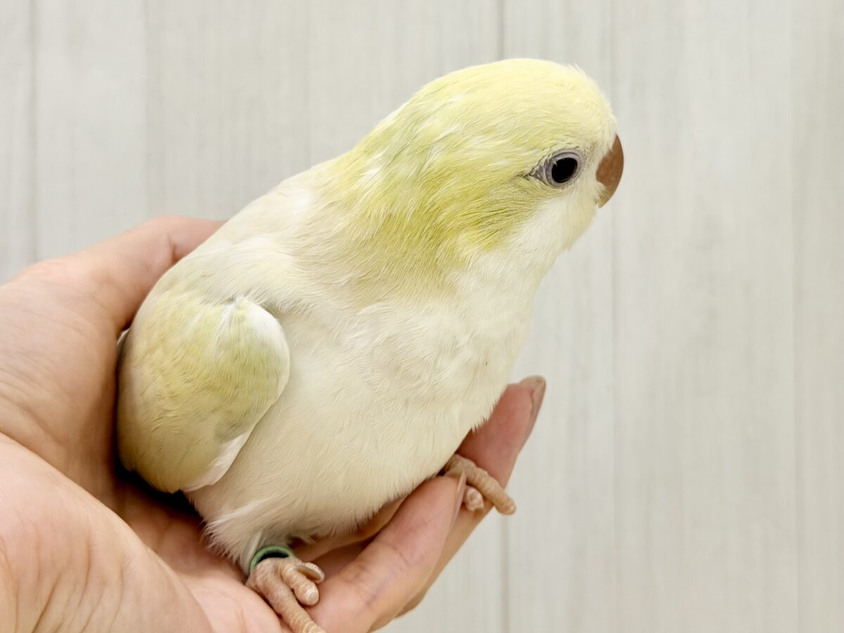 最新画像更新❤️ケケケケっ✨ピスタチオカラーの綺麗すぎるオキナインコさん入荷しました❤️ オキナインコ
