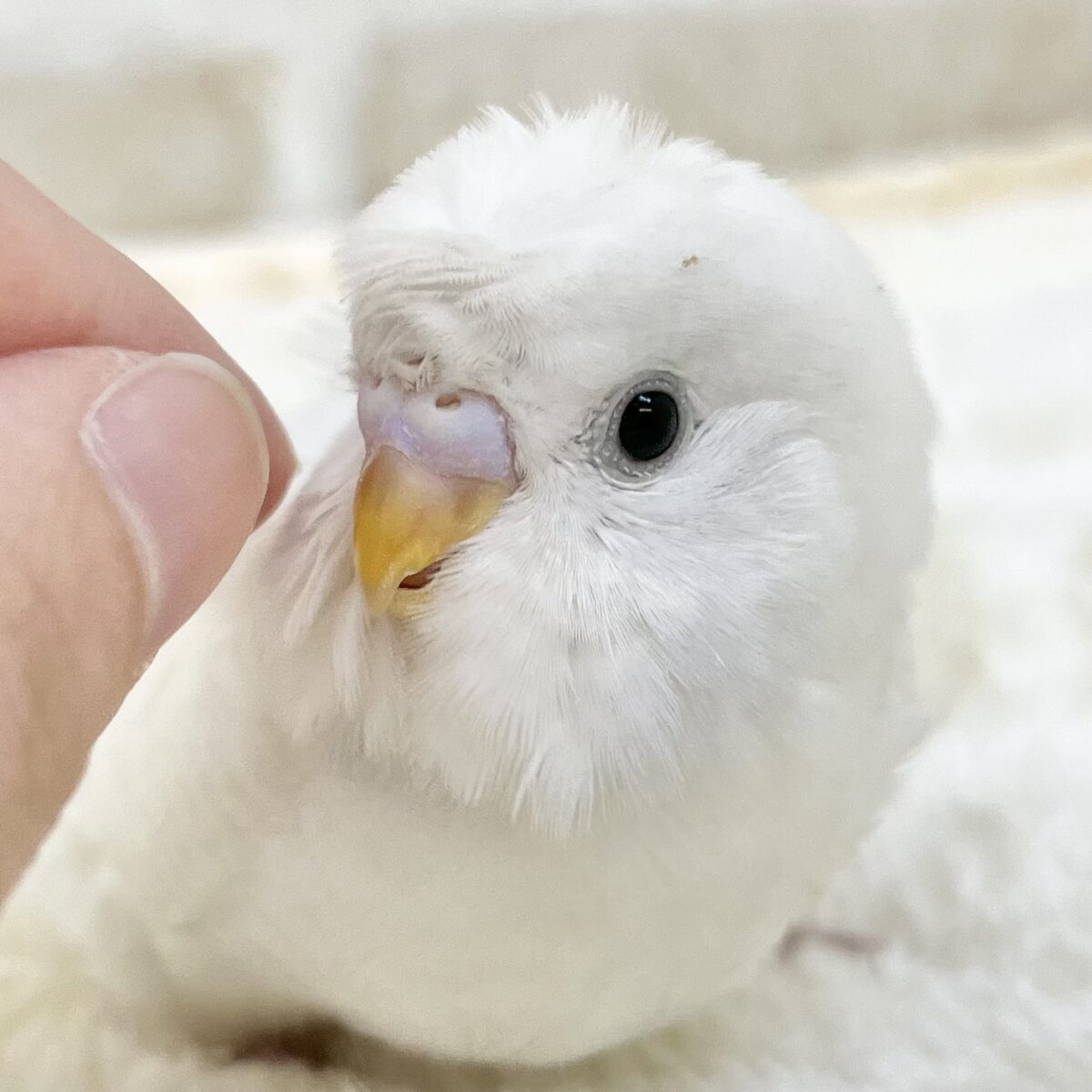 ふわふわカール☁️✨ 梵天セキセイインコ（ダブルファクター）