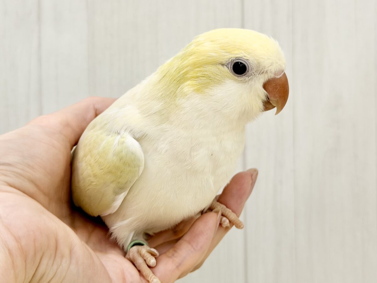 オキナインコ