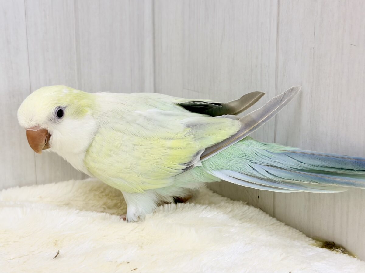 最新画像更新❤️ケケケケっ✨ピスタチオカラーの綺麗すぎるオキナインコさん入荷しました❤️ オキナインコ