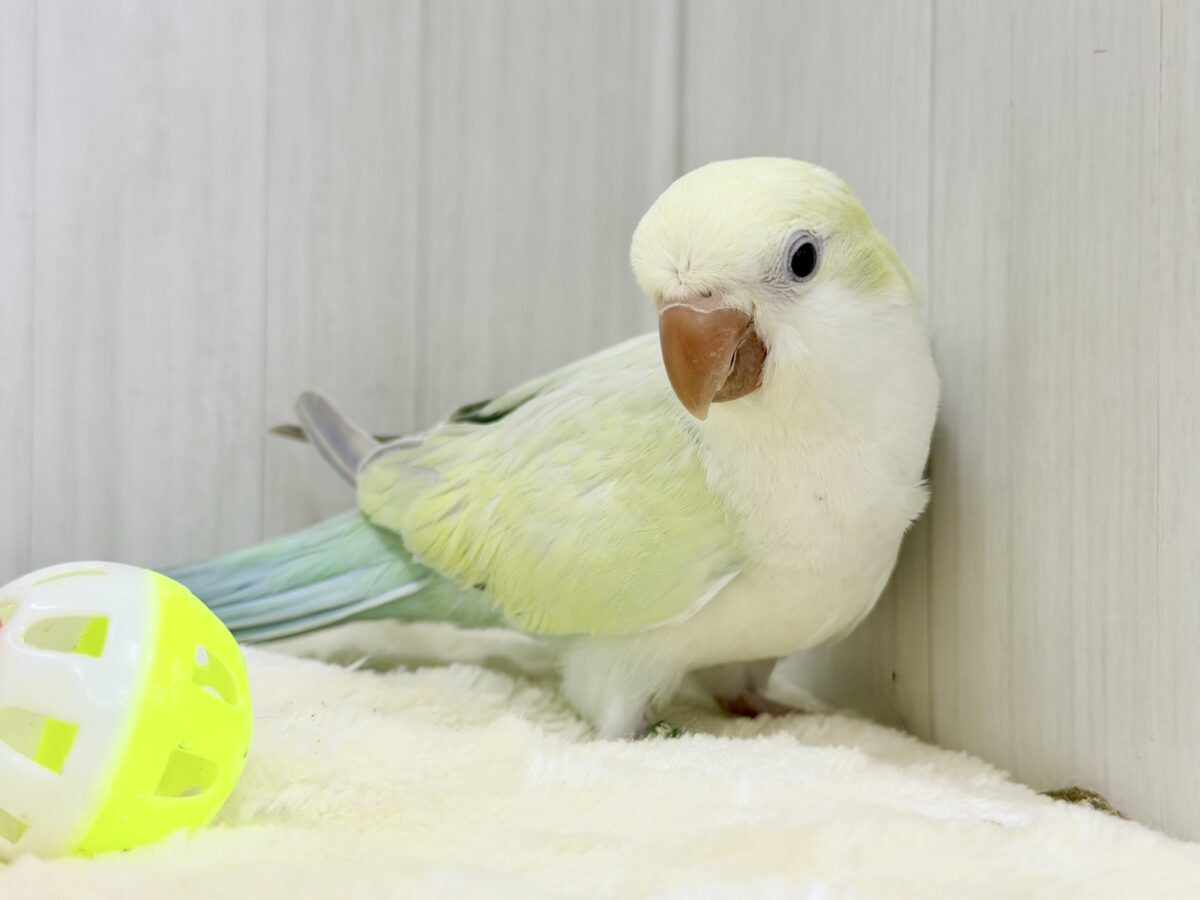 最新画像更新❤️ケケケケっ✨ピスタチオカラーの綺麗すぎるオキナインコさん入荷しました❤️