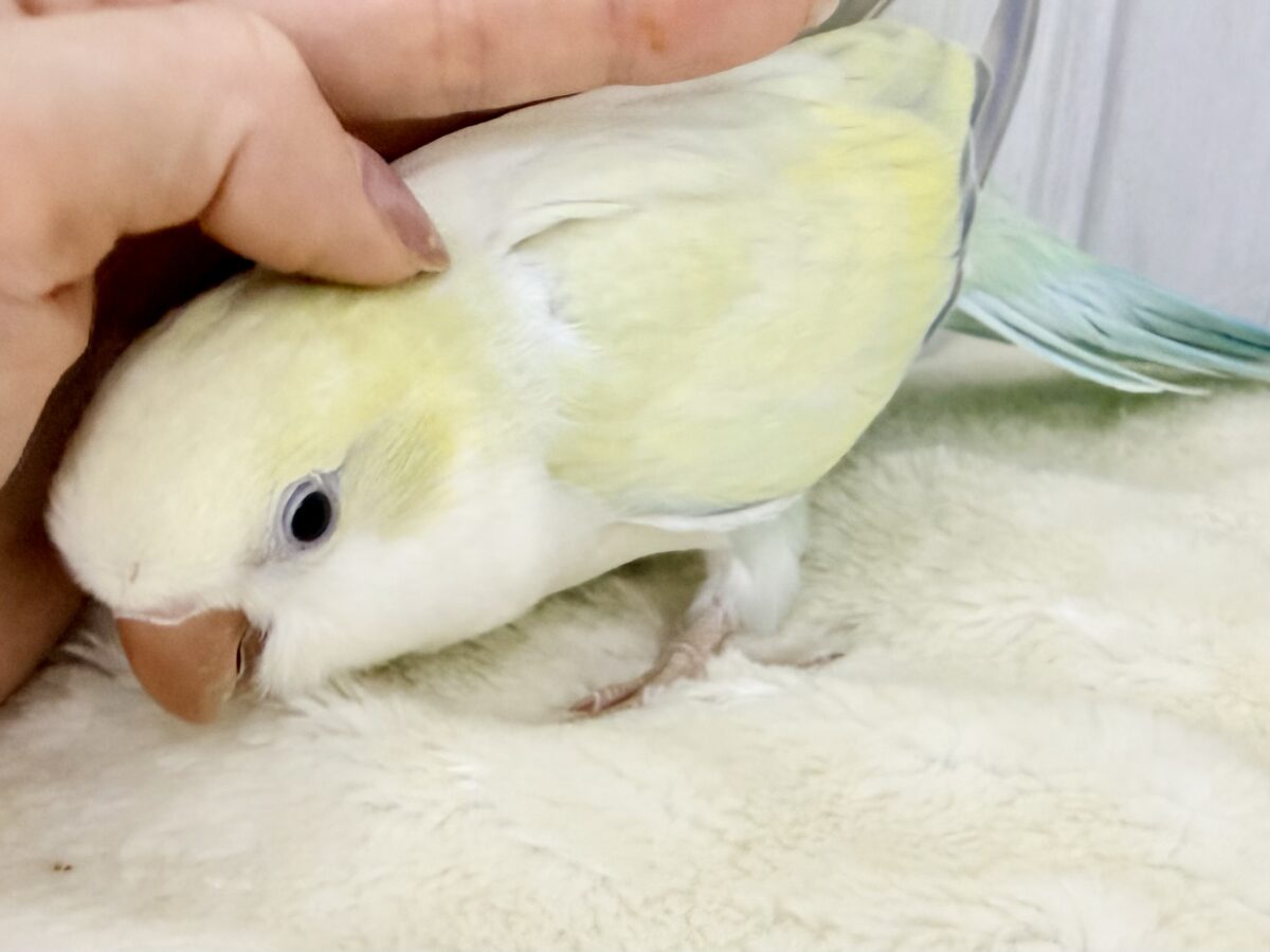オキナインコ