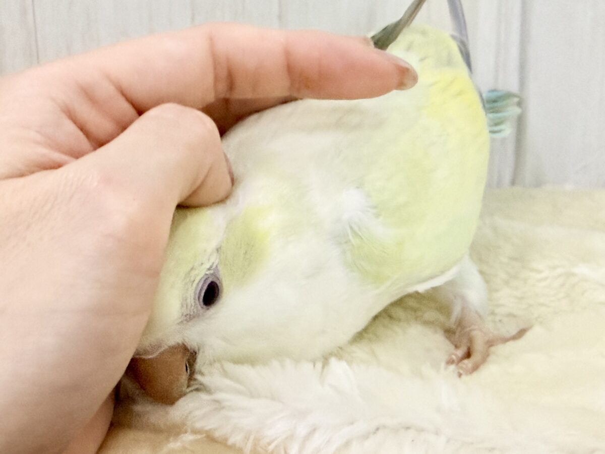 最新画像更新❤️ケケケケっ✨ピスタチオカラーの綺麗すぎるオキナインコさん入荷しました❤️ オキナインコ