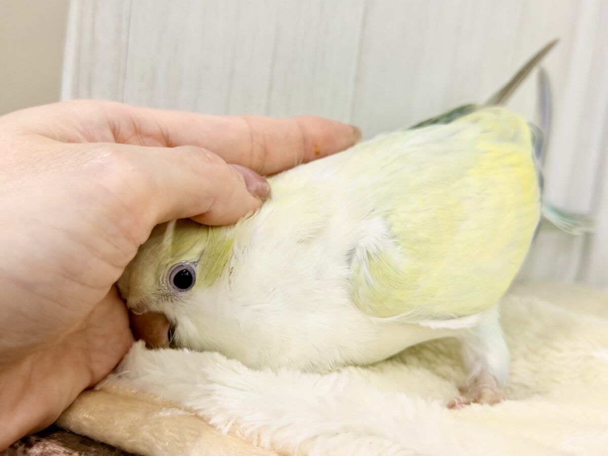 最新画像更新❤️ケケケケっ✨ピスタチオカラーの綺麗すぎるオキナインコさん入荷しました❤️ オキナインコ