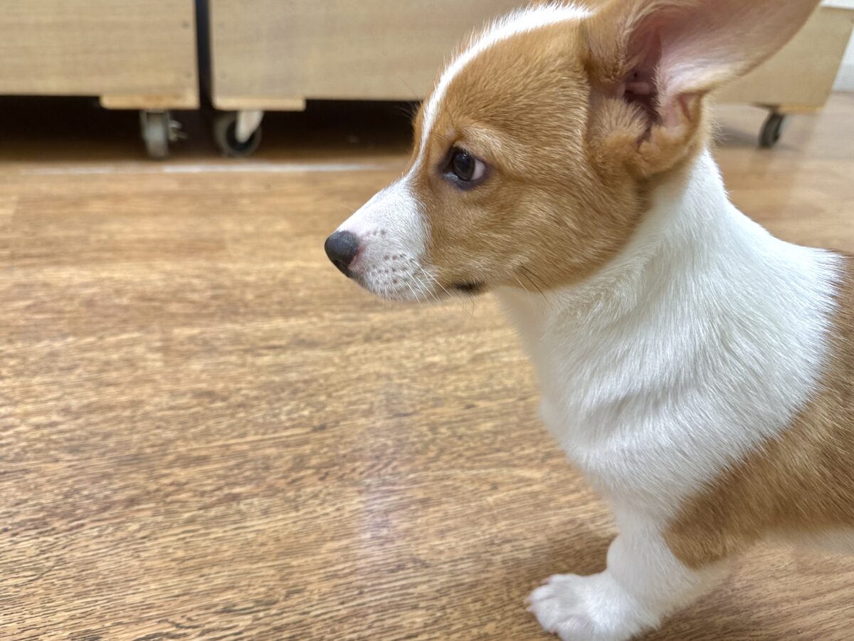 ウェルシュコーギー・ペンブローグ