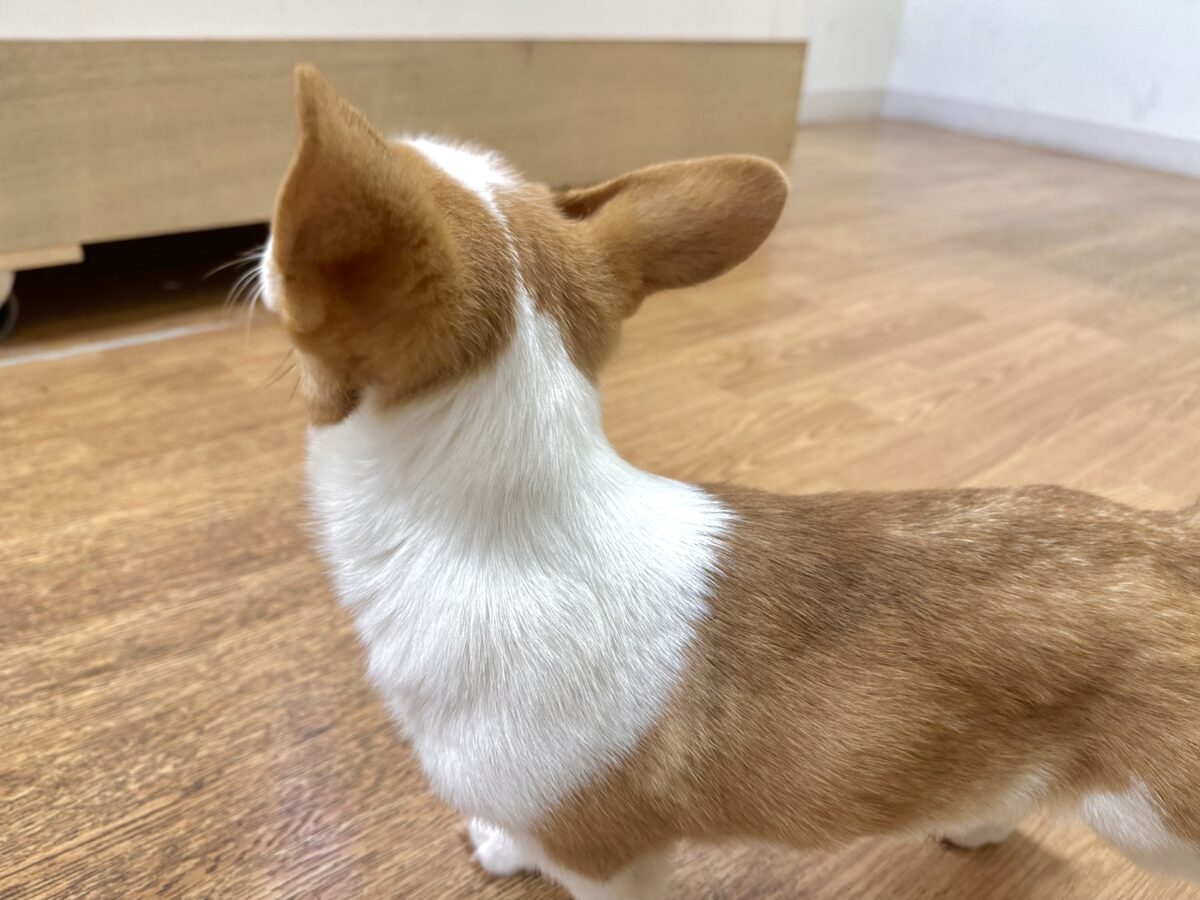 ウェルシュコーギー・ペンブローグ
