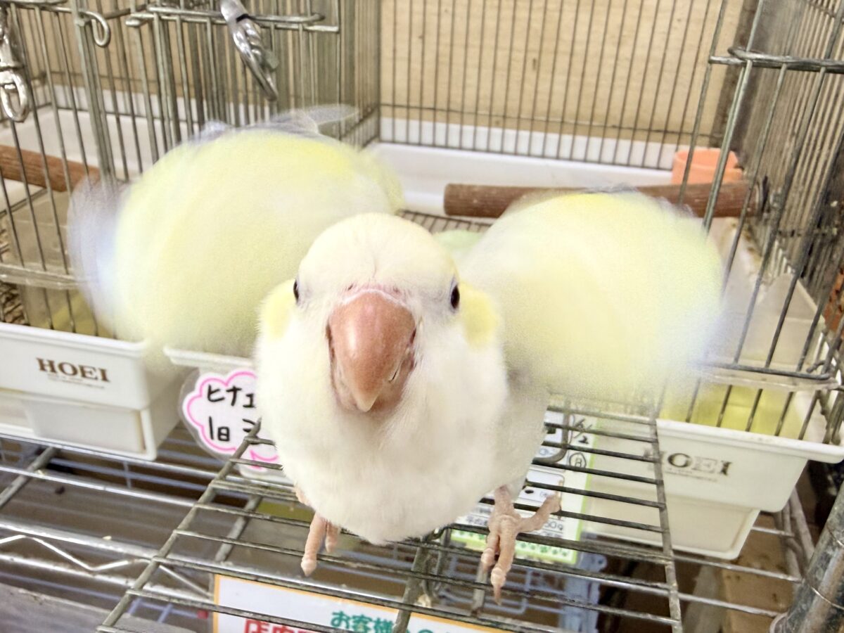 最新画像更新❤️ケケケケっ✨ピスタチオカラーの綺麗すぎるオキナインコさん入荷しました❤️ オキナインコ