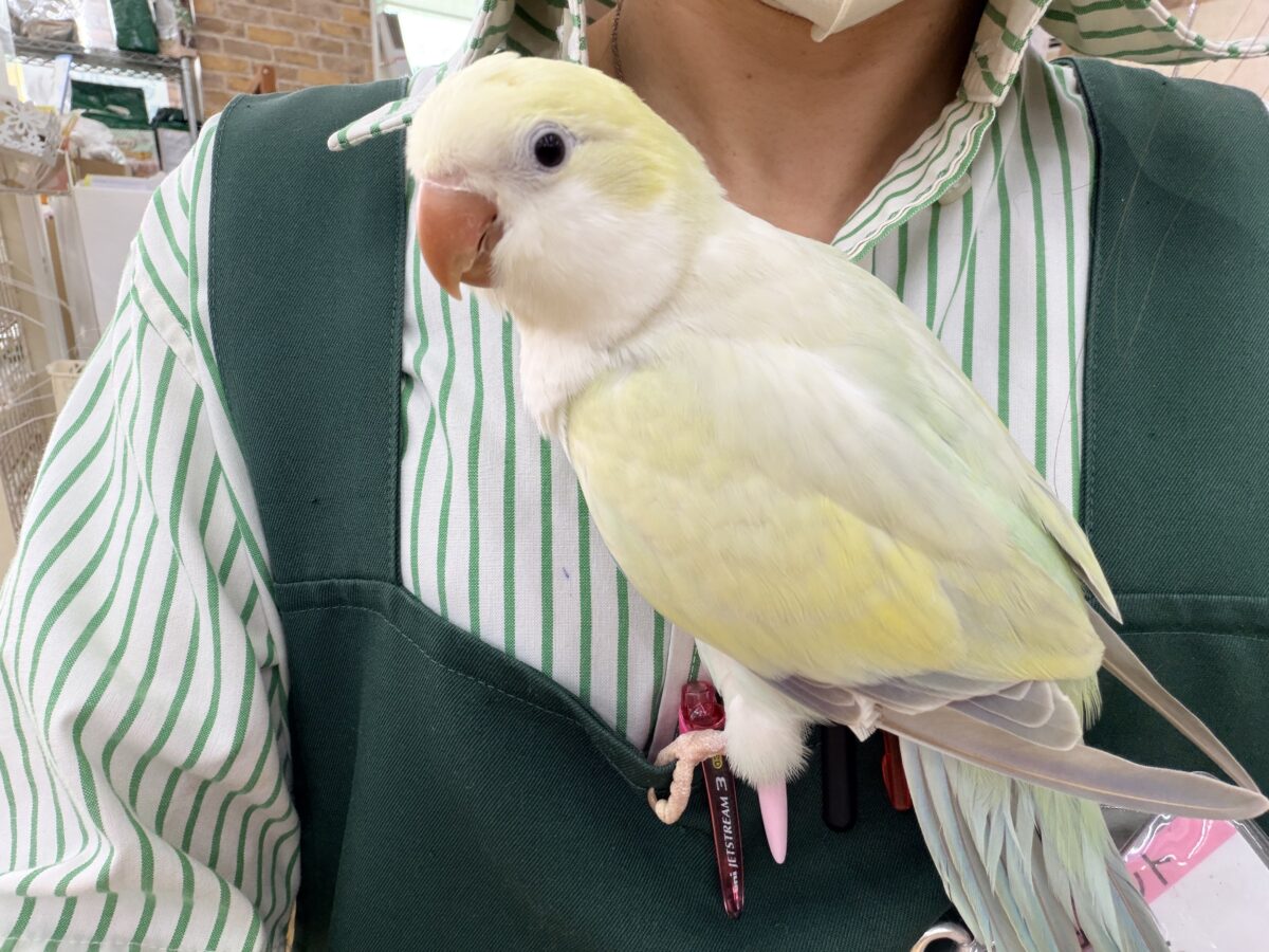 オキナインコ