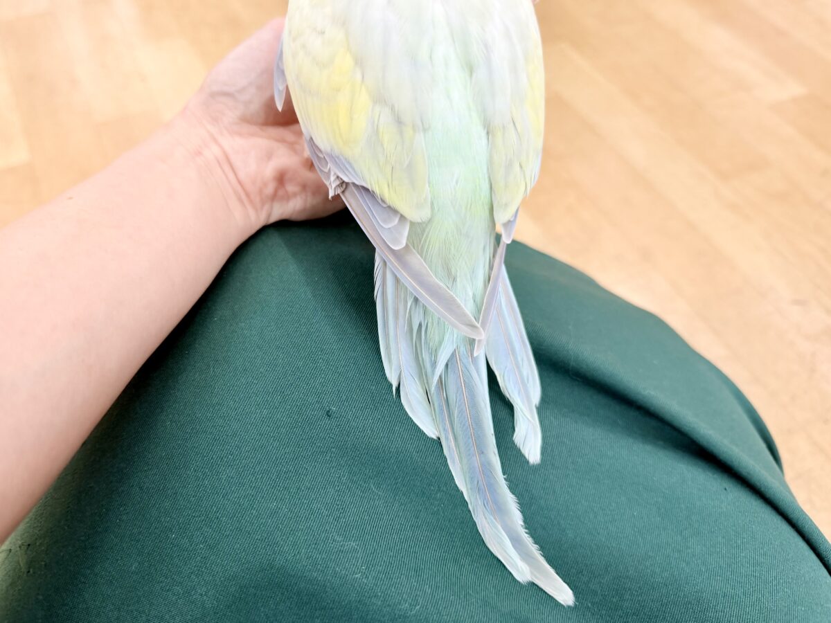 最新画像更新❤️ケケケケっ✨ピスタチオカラーの綺麗すぎるオキナインコさん入荷しました❤️ オキナインコ