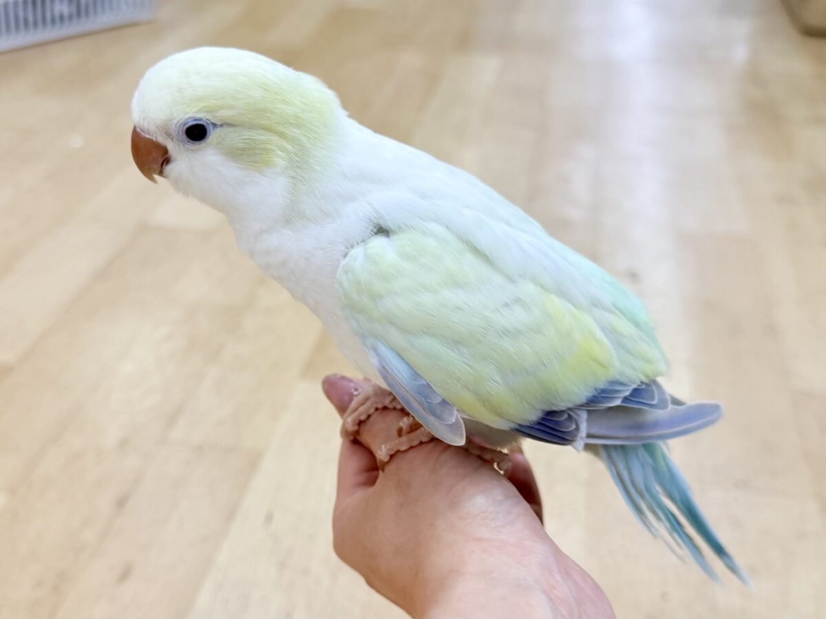 最新画像更新❤️ケケケケっ✨ピスタチオカラーの綺麗すぎるオキナインコさん入荷しました❤️ オキナインコ