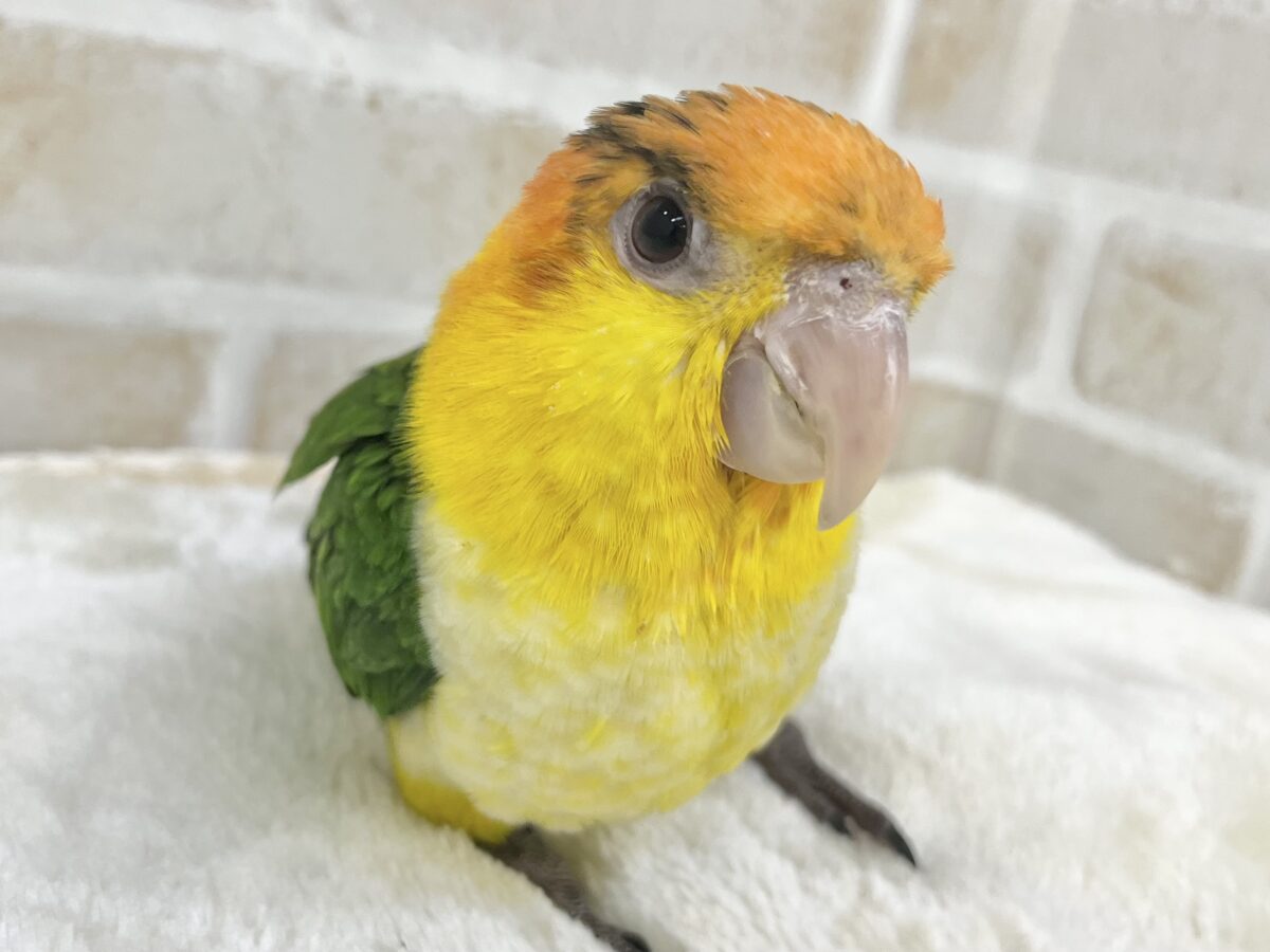 シロハラインコ