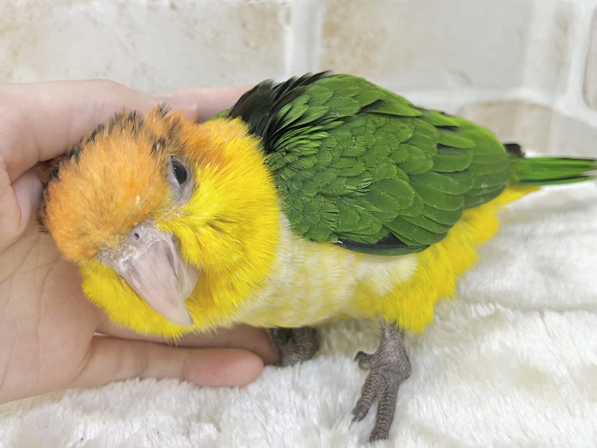 シロハラインコ