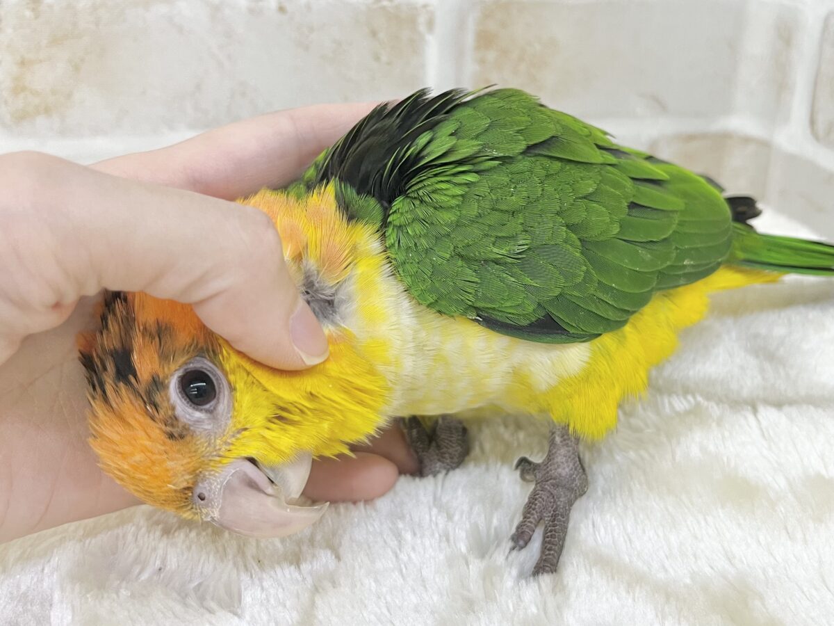 シロハラインコ