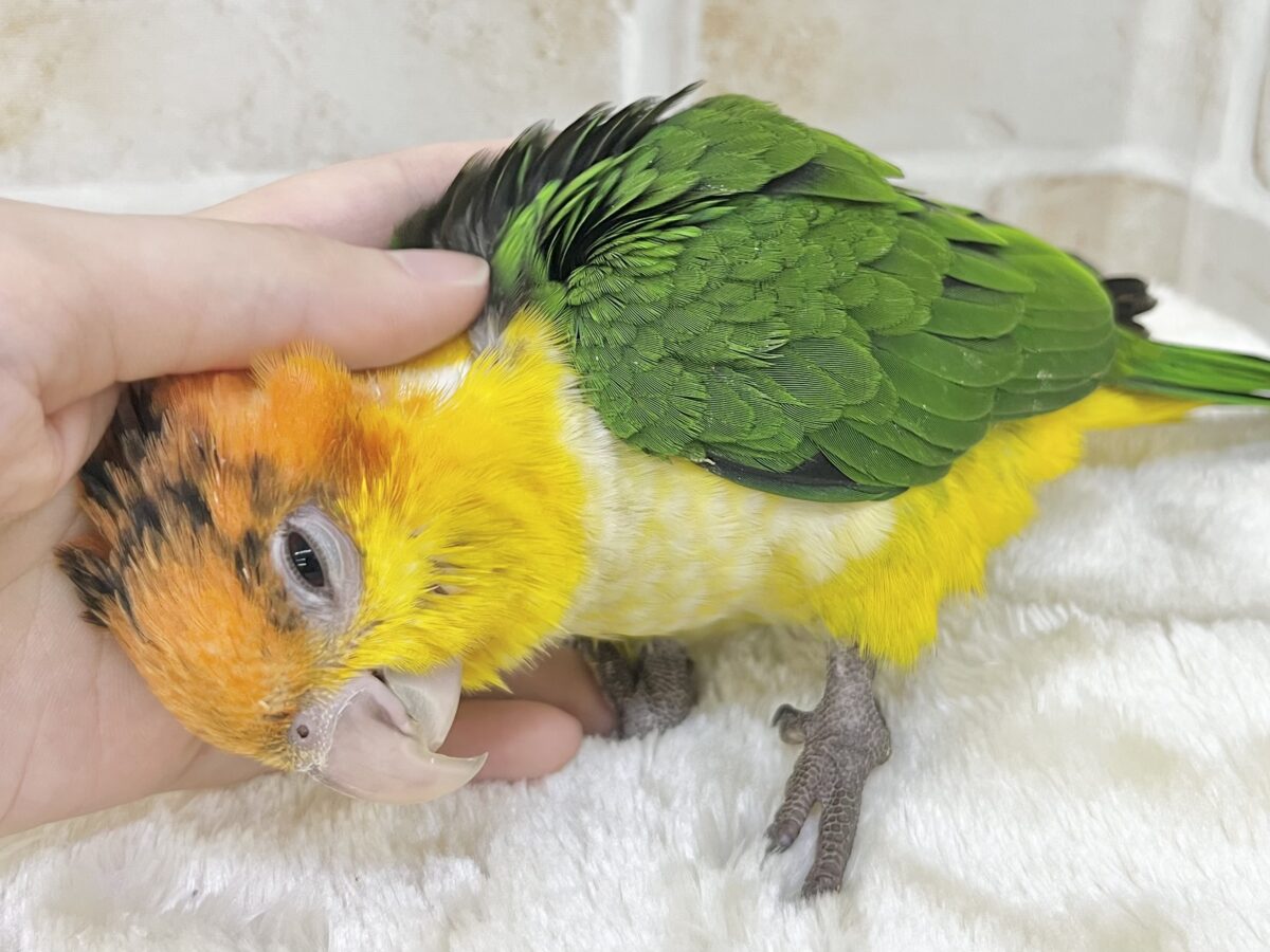 シロハラインコ