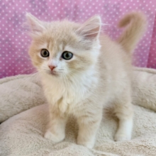 美形と可愛いを兼ね揃えた最強にゃんこ！！🐱💓サイベリアンの女の子入荷しました❤️