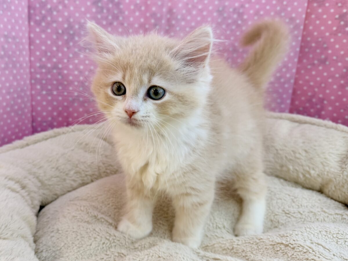 美形と可愛いを兼ね揃えた最強にゃんこ！！🐱💓サイベリアンの女の子入荷しました❤️