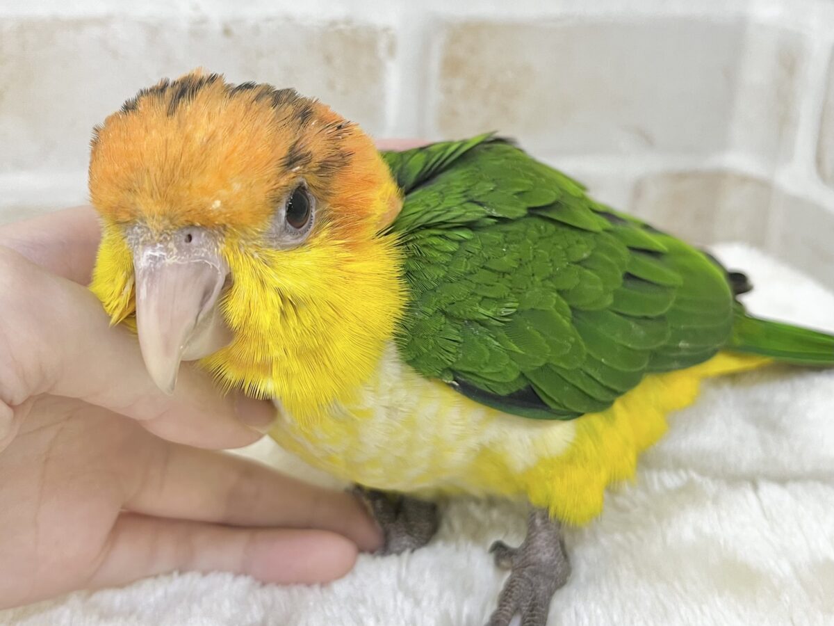 シロハラインコ