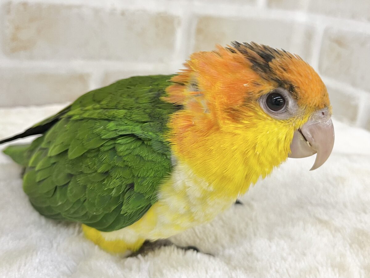 シロハラインコ