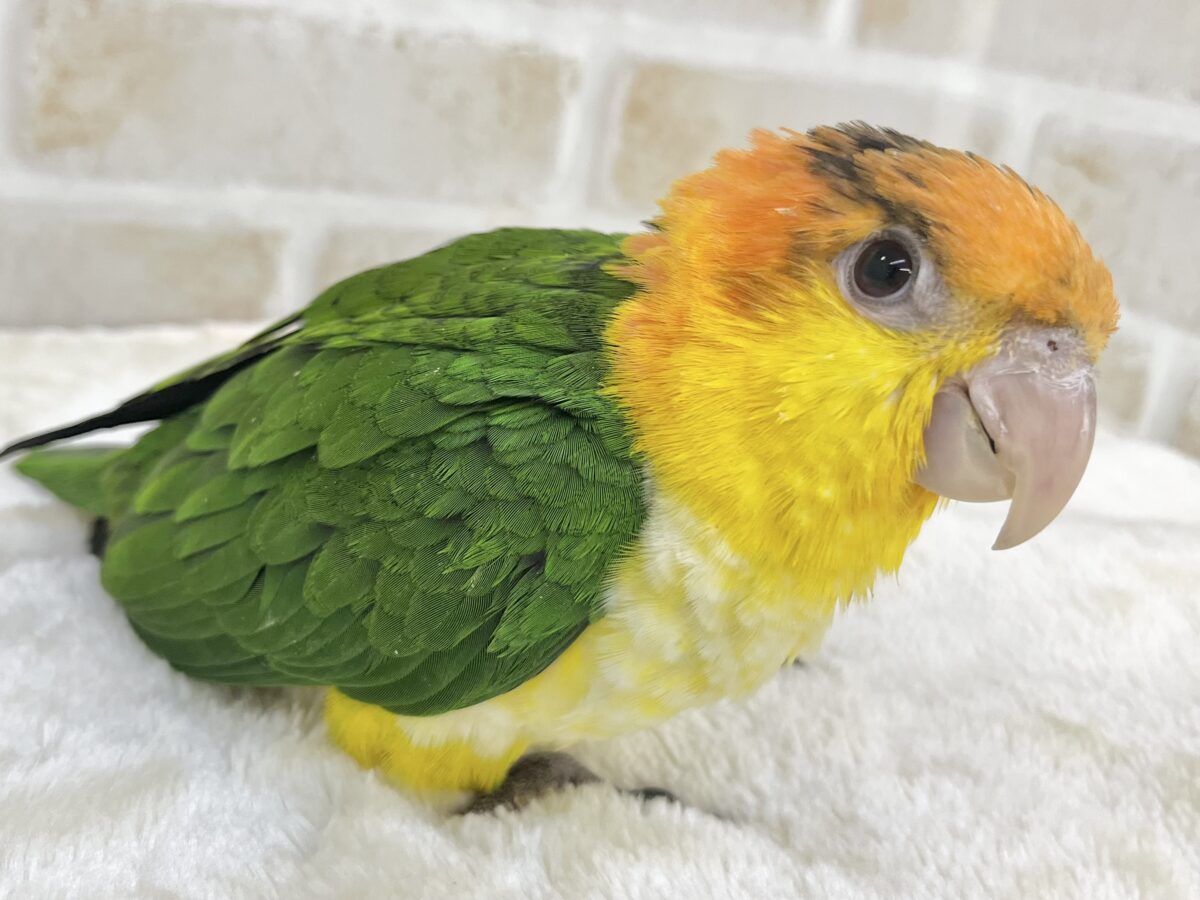 シロハラインコ