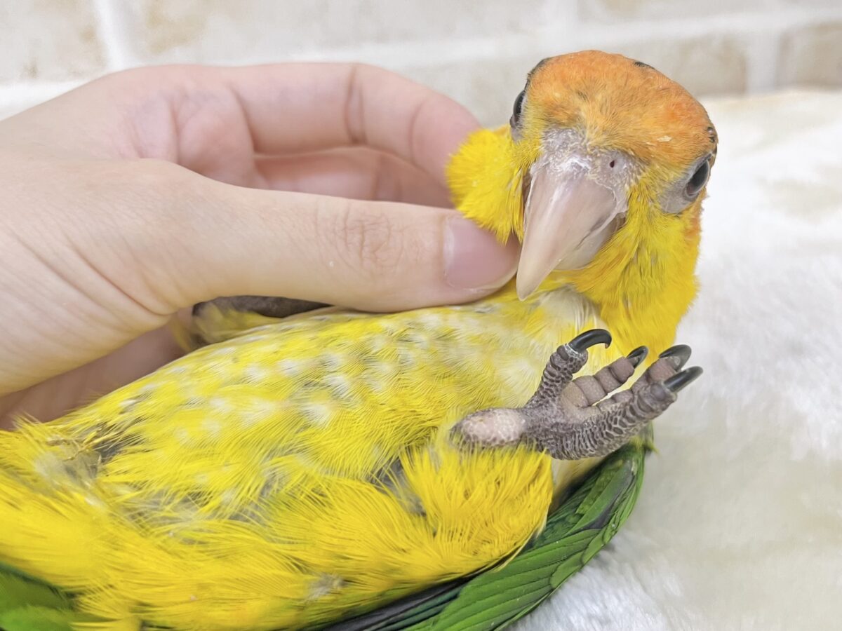 シロハラインコ